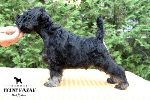 miniature schnauzer patuljasti snaucer