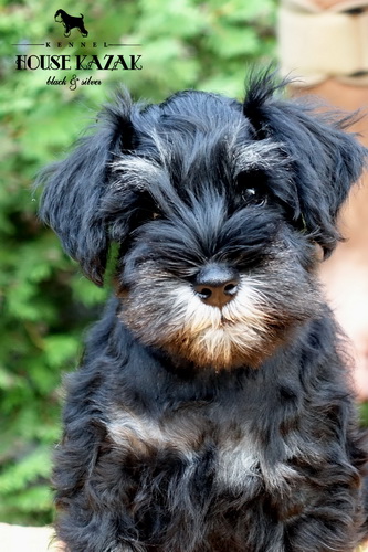 miniature schnauzer patuljasti snaucer