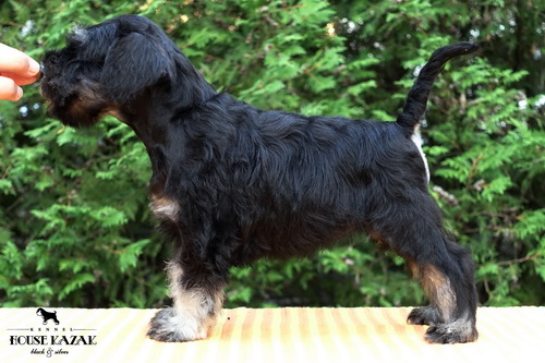 miniature schnauzer patuljasti snaucer