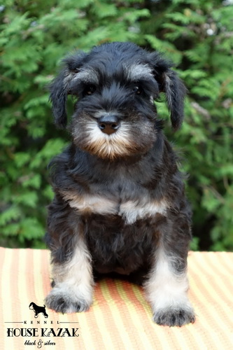 miniature schnauzer patuljasti snaucer