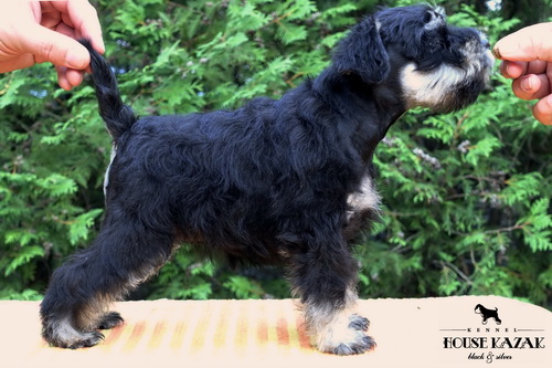miniature schnauzer patuljasti snaucer