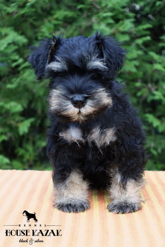 miniature schnauzer patuljasti snaucer