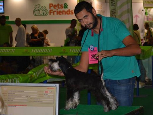 miniature schnauzer patuljasti snaucer