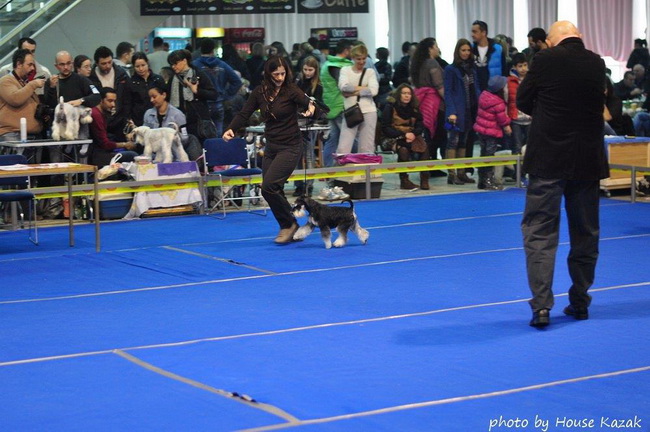 Miniature schnauzer / patuljasti snaucer