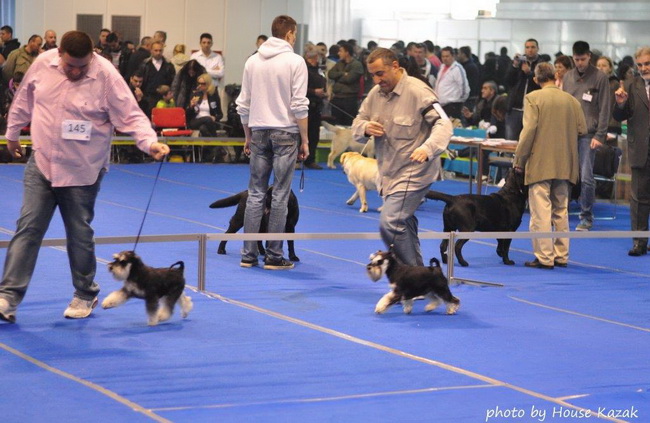 Miniature schnauzer / patuljasti snaucer
