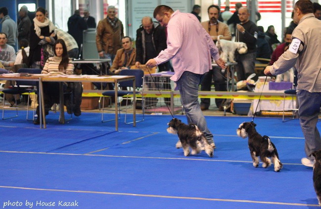 Miniature schnauzer / patuljasti snaucer
