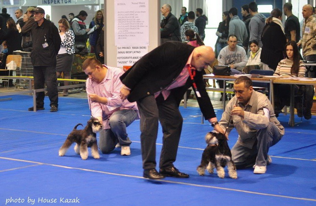 Miniature schnauzer / patuljasti snaucer