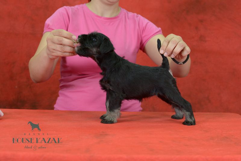 miniature schnauzer patuljasti snaucer