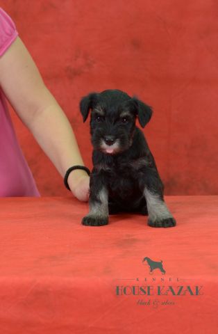 miniature schnauzer patuljasti snaucer
