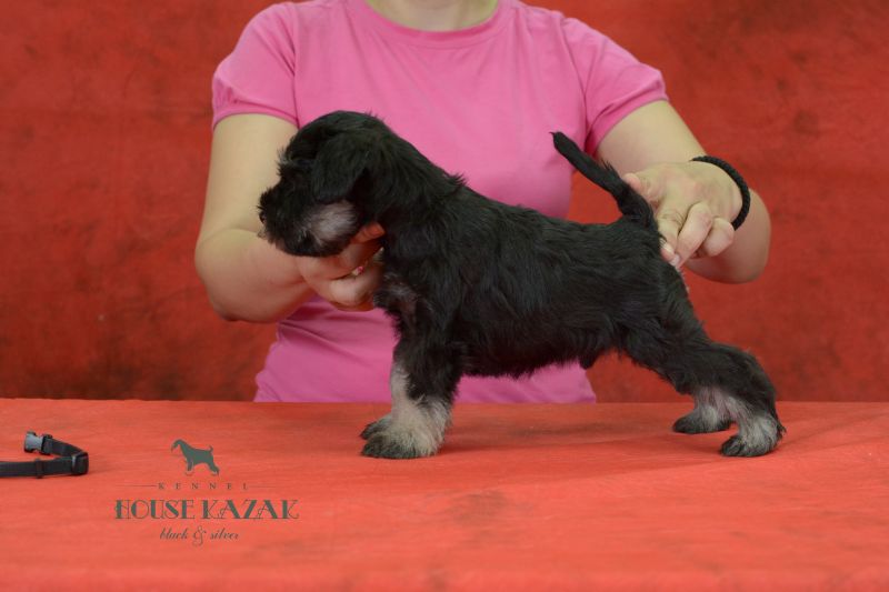miniature schnauzer patuljasti snaucer