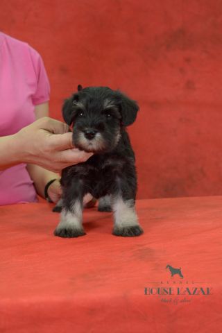 miniature schnauzer patuljasti snaucer