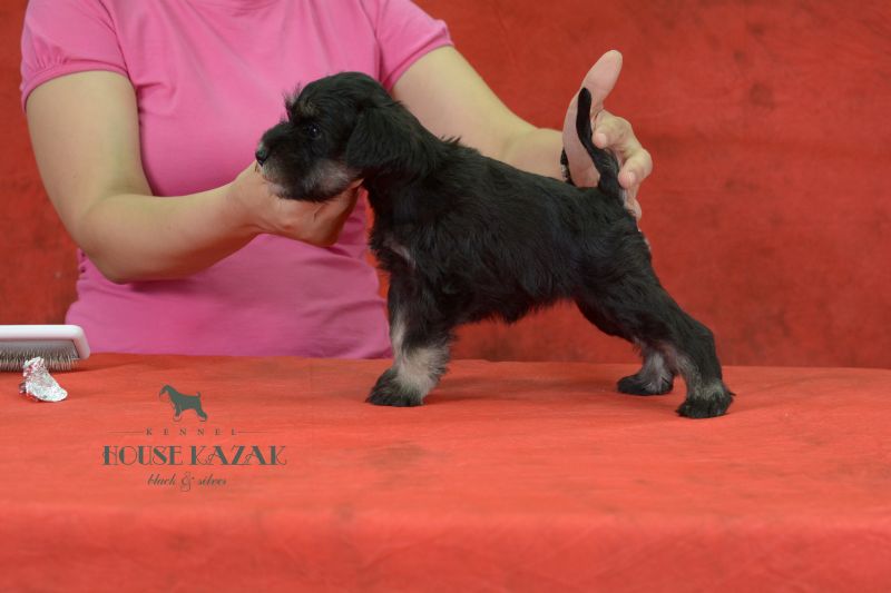 miniature schnauzer patuljasti snaucer