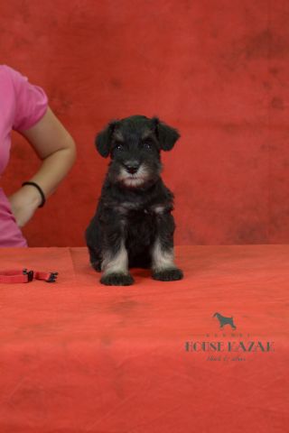 miniature schnauzer patuljasti snaucer