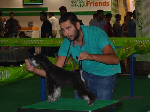 miniature schnauzer patuljasti snaucer