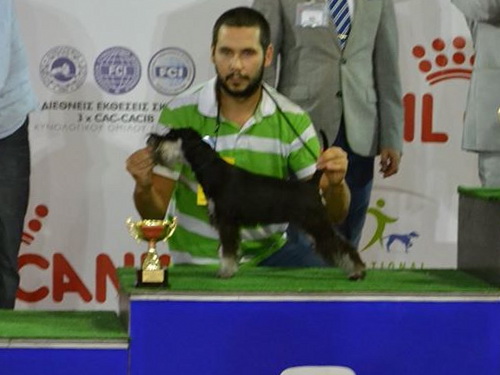 miniature schnauzer patuljasti snaucer