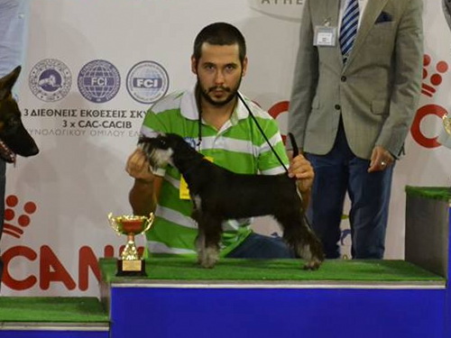 miniature schnauzer patuljasti snaucer