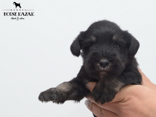 miniature schnauzer patuljasti snaucer