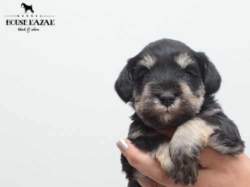 miniature schnauzer patuljasti snaucer