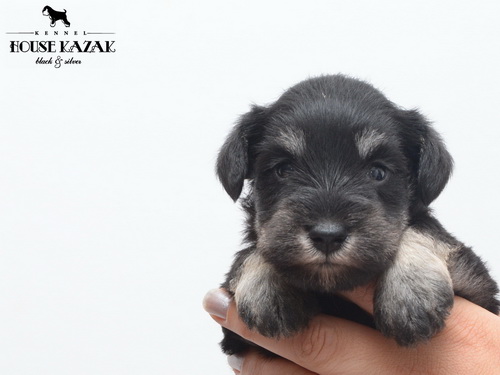 miniature schnauzer patuljasti snaucer