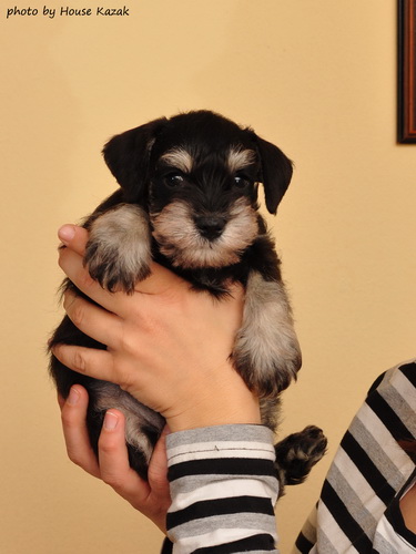 miniature schnauzer patuljasti snaucer
