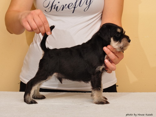 miniature schnauzer patuljasti snaucer
