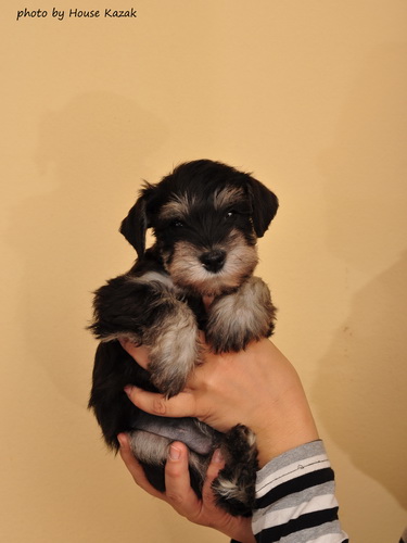 miniature schnauzer patuljasti snaucer