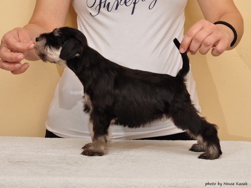 miniature schnauzer patuljasti snaucer