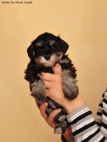 miniature schnauzer patuljasti snaucer