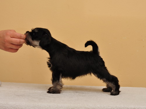 miniature schnauzer patuljasti snaucer