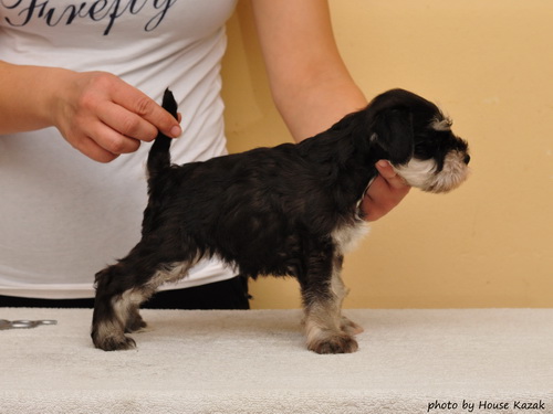 miniature schnauzer patuljasti snaucer