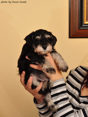 miniature schnauzer patuljasti snaucer
