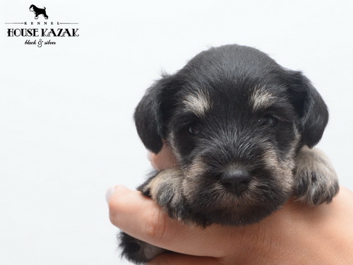 miniature schnauzer patuljasti snaucer