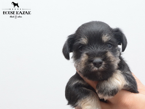 miniature schnauzer patuljasti snaucer