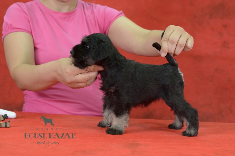 miniature schnauzer patuljasti snaucer