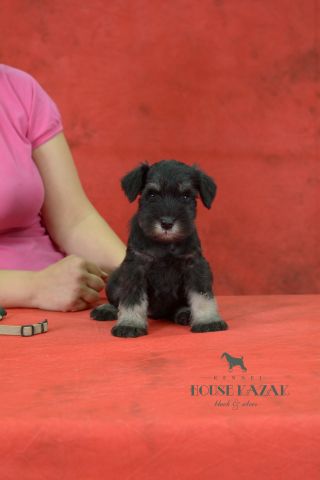 miniature schnauzer patuljasti snaucer