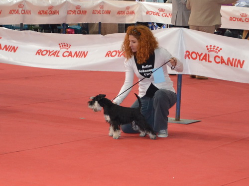 miniature schnauzer patuljasti snaucer
