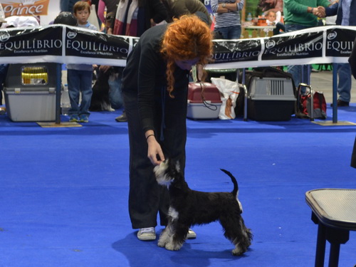 miniature schnauzer patuljasti snaucer