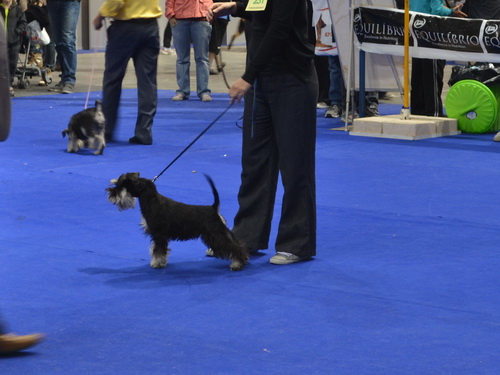 miniature schnauzer patuljasti snaucer