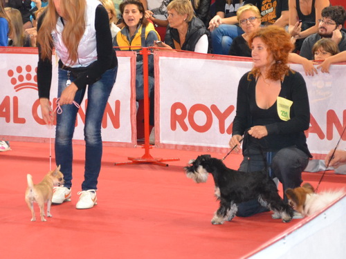 miniature schnauzer patuljasti snaucer
