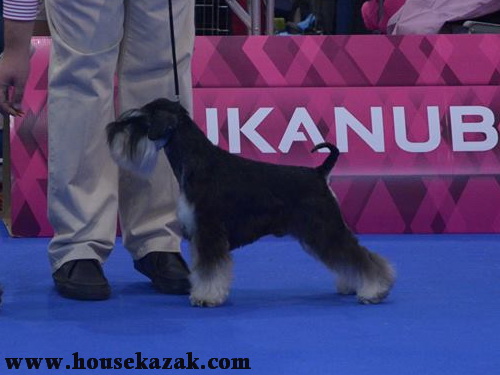 Miniature schnauzer / patuljasti snaucer
