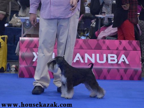 Miniature schnauzer / patuljasti snaucer