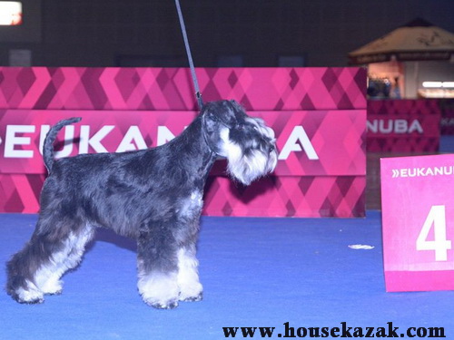 Miniature schnauzer / patuljasti snaucer