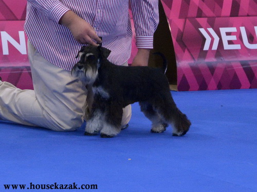 Miniature schnauzer / patuljasti snaucer
