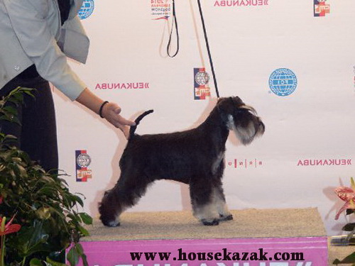 Miniature schnauzer / patuljasti snaucer