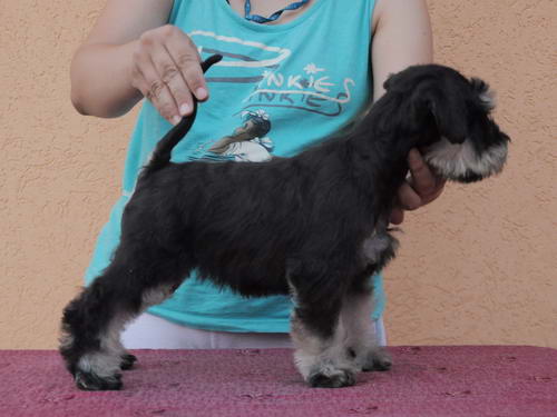 miniature schnauzer patuljasti snaucer
