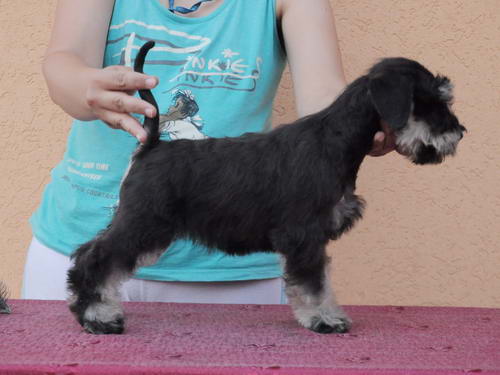 miniature schnauzer patuljasti snaucer