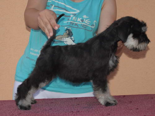miniature schnauzer patuljasti snaucer