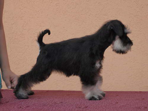 miniature schnauzer patuljasti snaucer