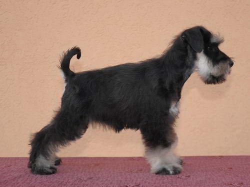 miniature schnauzer patuljasti snaucer