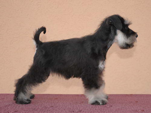 miniature schnauzer patuljasti snaucer
